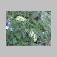 004 First fruits - Watermelons.JPG